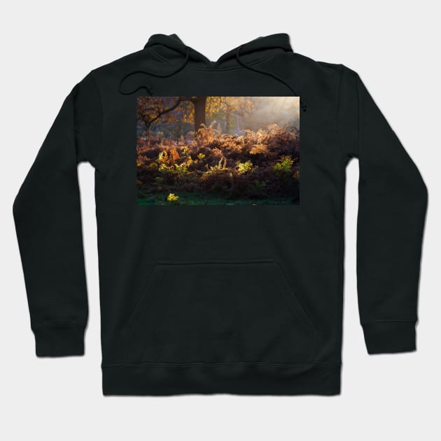 Bracken Lit by Morning Light, Richmond Park Hoodie by GrahamPrentice